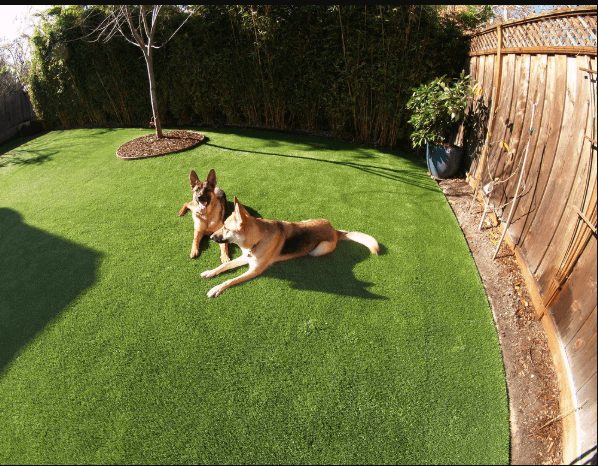 Artificial Turf for Dogs services in Hayward, California
